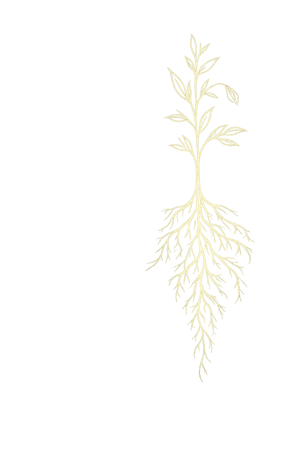 Root symbol illustration